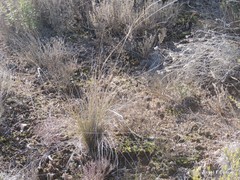 Stipa lagascae