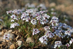 Iberis simplex