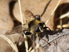 Criorhina verbosa