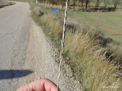 Thinopyrum intermedium intermedium