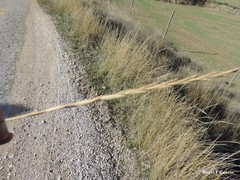 Thinopyrum intermedium intermedium