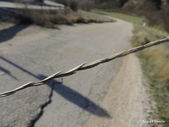 Thinopyrum intermedium intermedium