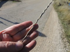 Thinopyrum intermedium intermedium