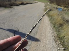 Thinopyrum intermedium intermedium