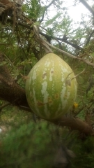 Cucurbita argyrosperma