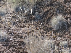 Macrochloa tenacissima