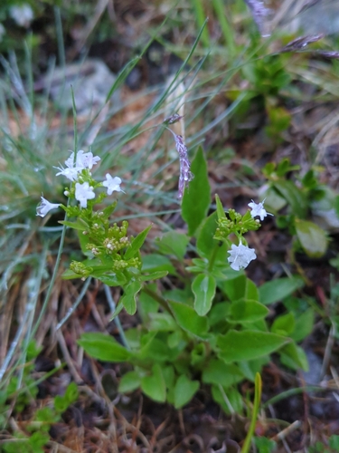 Valeriana tripteris, photograph 2