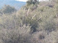 Macrochloa tenacissima