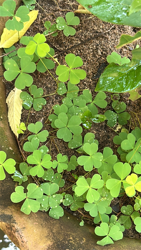 Oxalis corniculata
