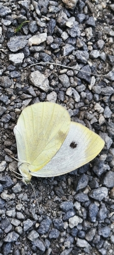 Small White