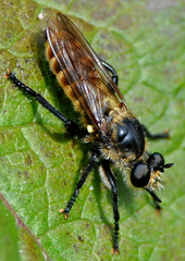 Laphria ventralis
