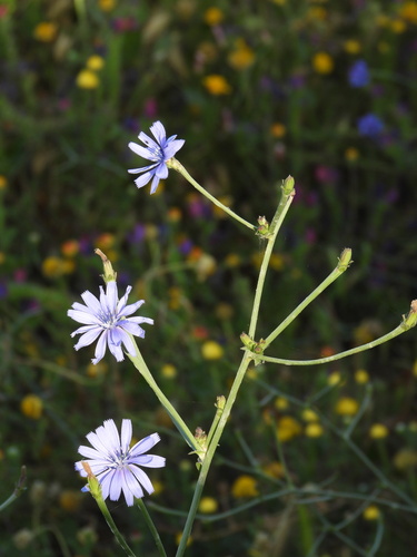 Cichorium pumilum, photograph 5