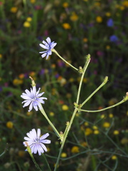 (c) Sara Navarro, some rights reserved (CC BY) Cichorium pumilum, photograph (c) Sara Navarro, some rights reserved (CC BY)
