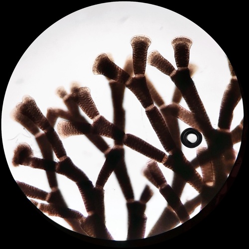 Jania pedunculata