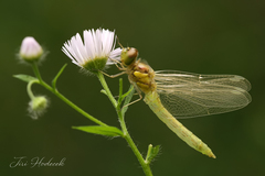 Sympetrum