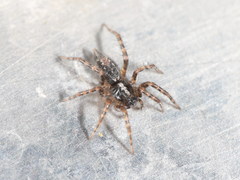 Textrix pinicola