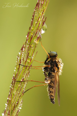 Chrysopilus flaveolus
