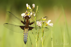 Libellula depressa