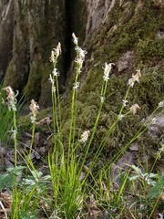 Carex alba