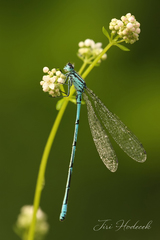Coenagrion puella