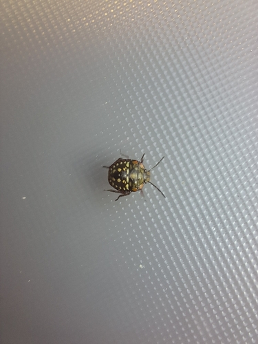 Southern Green Stink Bug