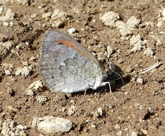 Erebia tyndarus