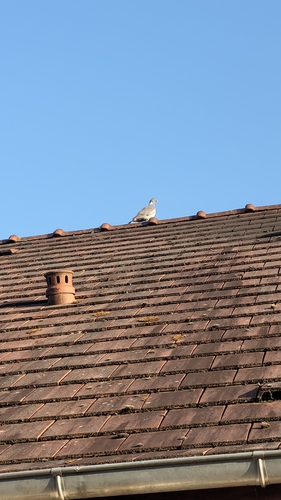 Common Wood-Pigeon