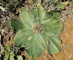 Eucomis regia
