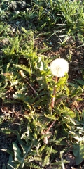 Taraxacum officinale