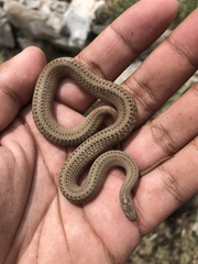 Storeria hidalgoensis