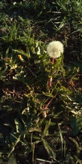 Taraxacum officinale