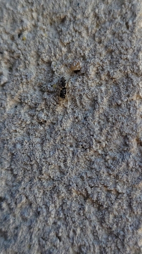 Salticus mutabilis