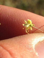 Eriogonum trichopes
