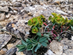 Euphorbia petrophila