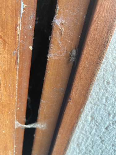 Mediterranean Spiny False Wolf Spider