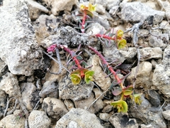 Euphorbia petrophila