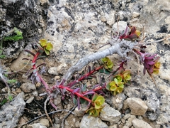 Euphorbia petrophila