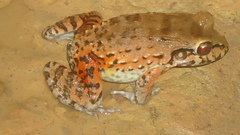 Leptodactylus vastus