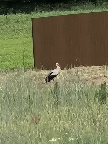 White Stork