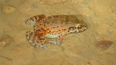 Leptodactylus vastus