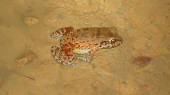 Leptodactylus vastus