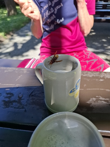 European Hornet