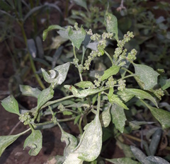 Chenopodium