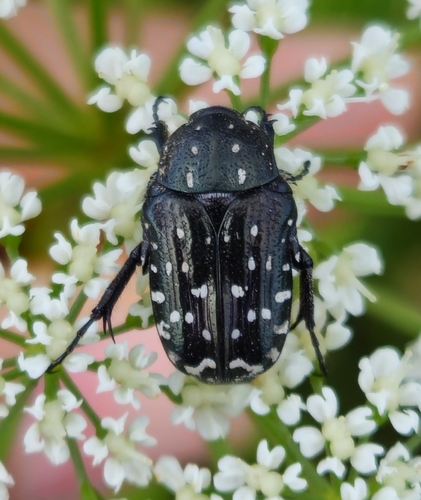 Mediterranean Spotted Chafer