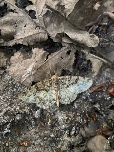 Brindled White-spot
