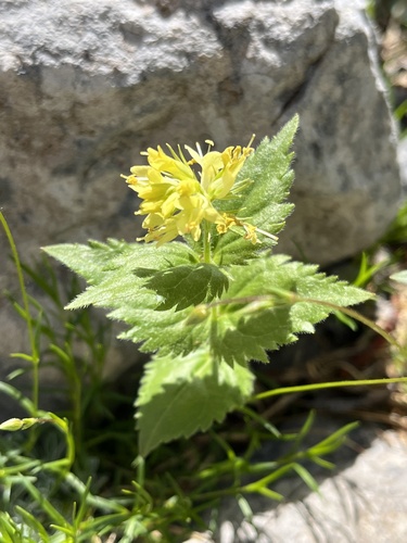 Paederota lutea, photograph 5