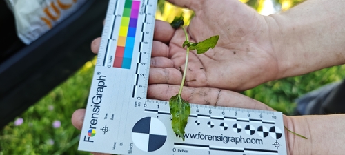 Perfoliate Pondweed