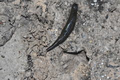Philobdella gracilis image