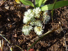 Paronychia ahartii
