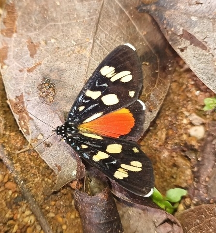 Heraclia longipennis